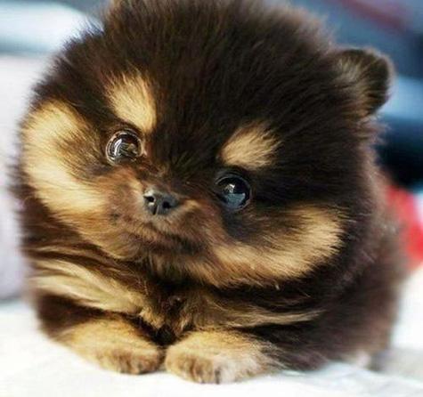 Adorabilidad x 10000 tweet media