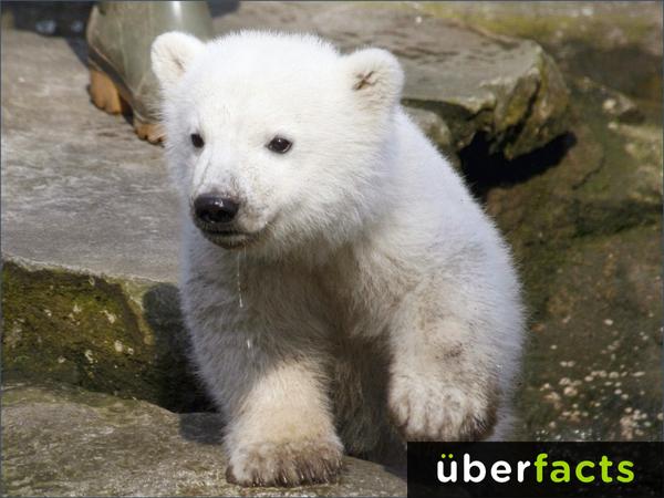 Uberfacts The Hair On A Polar Bear Isn T White It S Transparent Http T Co Tdaycbqddj Twitter