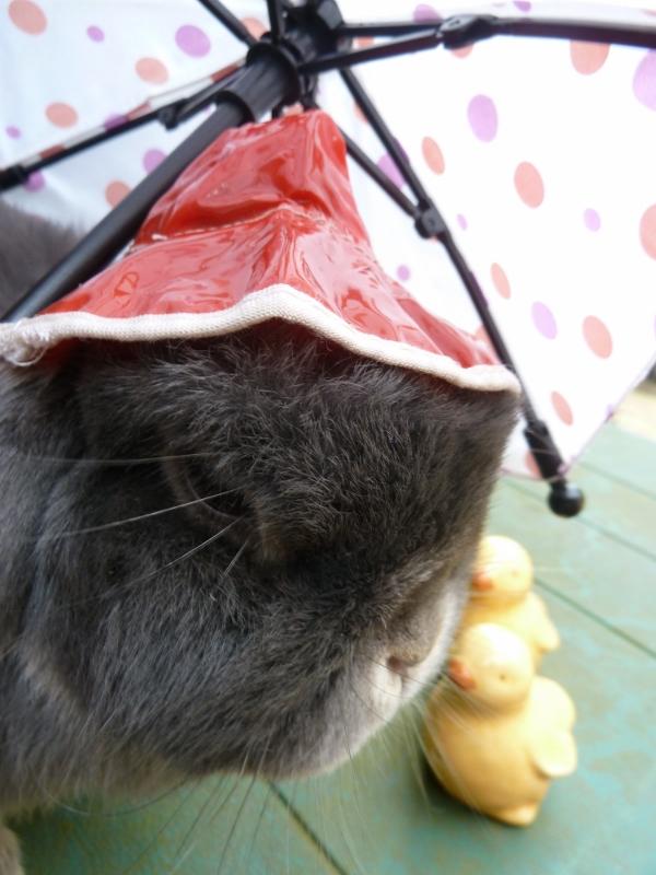 WidgeWatch's tweet photo. What's that? Yes,I lknow it's wet! #rain #weatherpics #TGIF http://t.co/KW6Wf47DGi