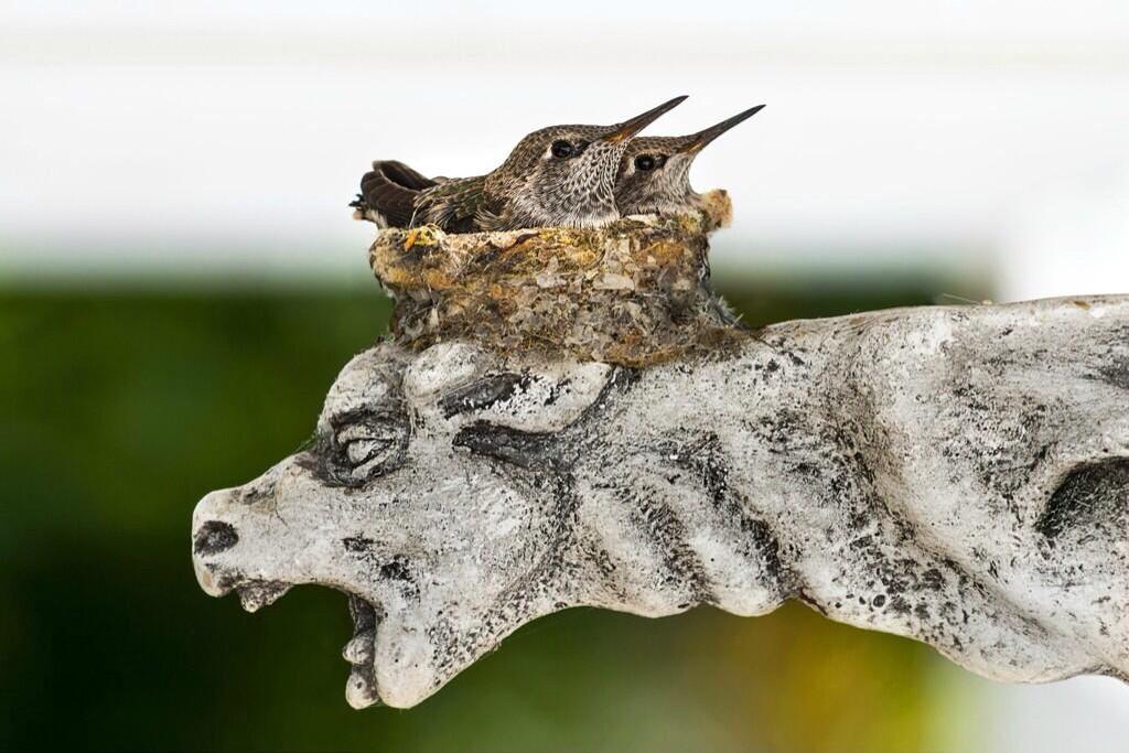 Permalien de l'image intégrée