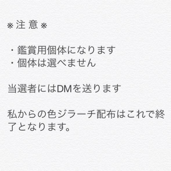 ジンジャー ポケモン垢 Garnet Twitter