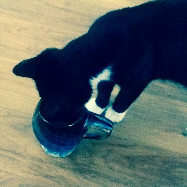 Alexandria51813's tweet image. I don't share my coffee #catlessons he learned