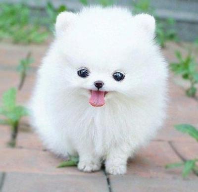 Adorabilidad x 10000 tweet media