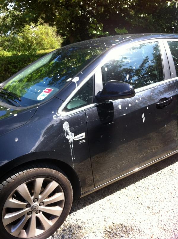 mrsb1967's tweet photo. Bloody seagulls all the cars in the car park and it just got ours!!!! http://t.co/5pYbowRmDE