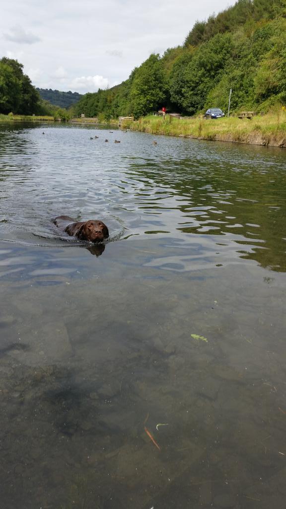 Mayney21Stuart's tweet photo. Monty the olympic duck chaser http://t.co/DOZI7qrBku