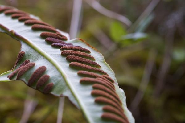 KerriFar's tweet photo. RT @baggythecrust: Hart's Tongue Fern sori today #nativeferns #boggybraewild 48 http://t.co/yxrqI0Viic