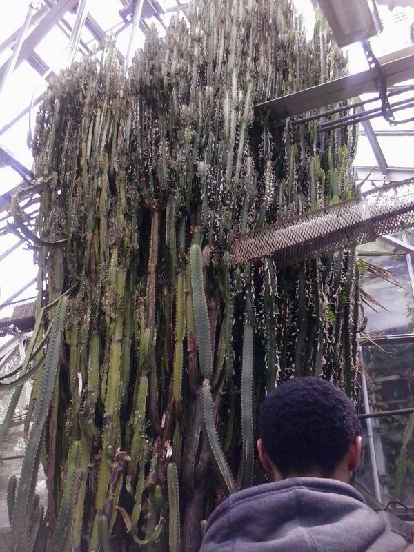 Diaaa45's tweet photo. This Is A HUGEE Cactuss . ! ✋✋ #Jcpz http://t.co/5zxqEyBcYU