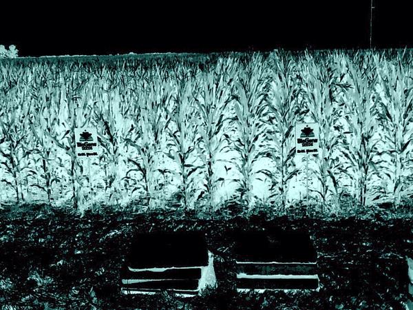 Mark__Riggs's tweet image. #cornplot at eastern local schools