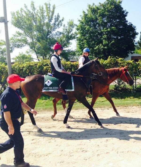 DRFHersh's tweet photo. Just the Judge after turf training. Nicely dappled. She's got round rather than sharp lines. #BevD #arlington http://t.co/ilDfFoPQYI