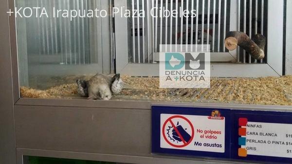 <a href="/DenunciaMaskota/">DenunciaMaskota</a>: <a href="/MaskotaMexico/">Maskota</a> Ave cae muerta frente a uno de sus visitantes.Plaza Cibeles,Irapuato  <a href="/SergioyLupita/">Sergio y Lupita en el Heraldo Radio</a>