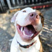 Milo celebrates 20 years of rescue with a new website milo20200.org! Check it out and become a part of it!