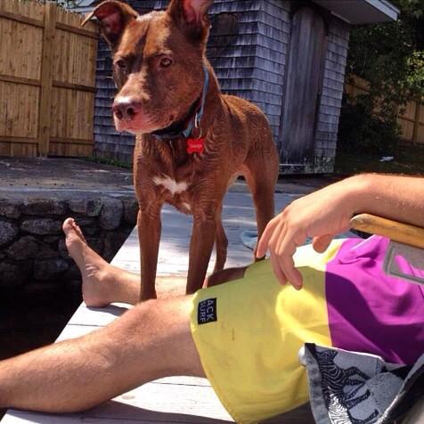 Acksurf's tweet photo. Dogs and Board-shorts #ack #acksurf http://t.co/NgUzZGTa6N
