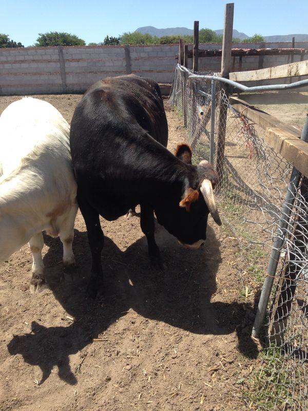 Queretaro y Guanajuato ayuden a recuperar estos animales fueron muy maltratados y hoy los robaron este es Cocoliso