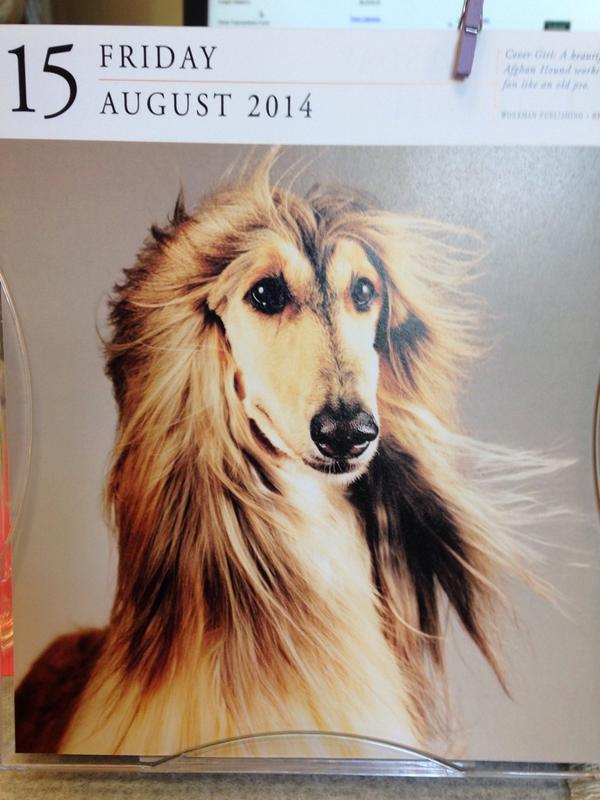FakeLisaG's tweet image. This dog looks like Heidi Klum!