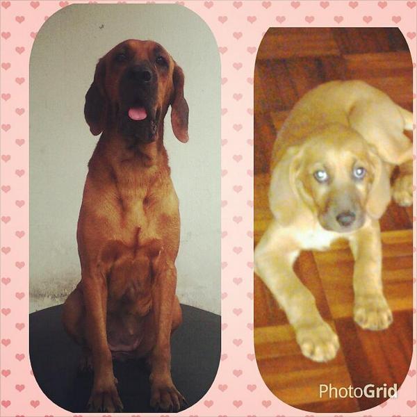 fgarces589's tweet photo. @AmigosConCola1 @perdimimascotag 
@res http://t.co/Zv5dMBic8P