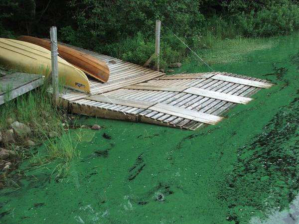Report shows #minkfarms causing algae blooms in NS lakes desmog.ca/2014/08/15/min… #myhomewaters <a href="/mec/">MEC</a> <a href="/EcologyAction/">Ecology Action Centre (EAC)</a>