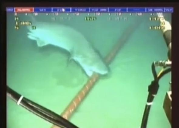 Embedded image permalink