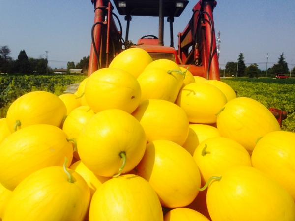 richcountryfarm's tweet photo. Come and try a #free sample of our new #delicious and #juicy #homegrown #pesticidefree #goldenwatermelon August 16-17 http://t.co/MTc6gVzVxZ