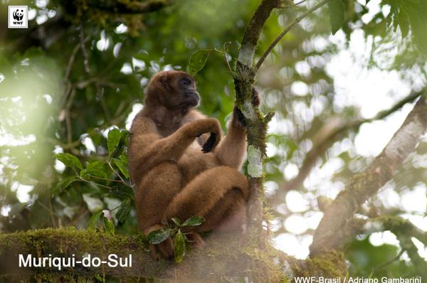 wwfbrasil's tweet image. Veja as ações que desenvolvemos e apoiamos na #MataAtlântica -  na foto, o Muriqui-do-sul wwf.org.br/mataatlantica/