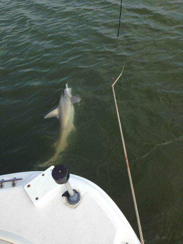 Coach_Glove's tweet photo. S/o to my boy @TitoPedersen on catching this Hammerhead today on the S.S. Ross #Angler #HammerheadTime http://t.co/9btJPauNxo
