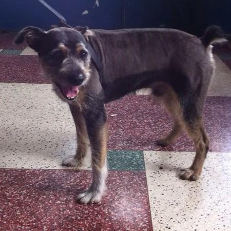 MASCOTASDECALLE's tweet photo. Si no puedes adoptarlo regalale un RT a Bucky, lleva 9 meses en una jaula pensionado esperando una familia. #Caracas http://t.co/rl6H61skyR