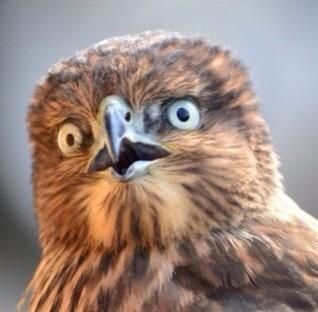 harvharvey86's tweet photo. That moment an actual Philadelphia Eagle realizes that Koy Detmer is warming up... #BringBackKoyDetmer http://t.co/IyanopdFgn