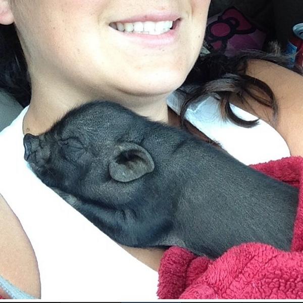 PearlConnection's tweet image. OMG OMG OMG I want one!!! 😍 🐷 #TooCute