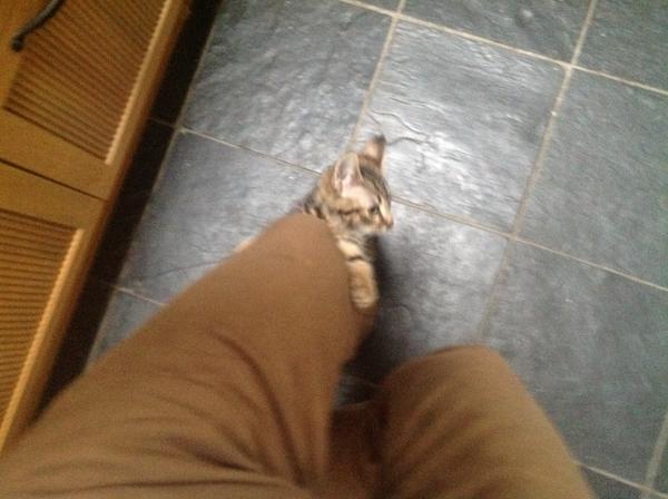 HealthPolicyGuy's tweet image. #staycationtips go on a safari and appreciate the local wide life, this one has gone ferrel