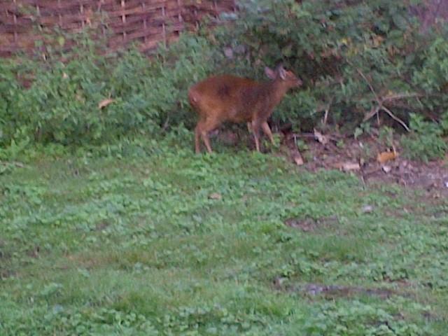 Look what we just saw in the garden! I want to live here forever #nature http://t.co/GGDMshhRBw<a href="/tag/nature"class="tags"><span>#nature</span></a>