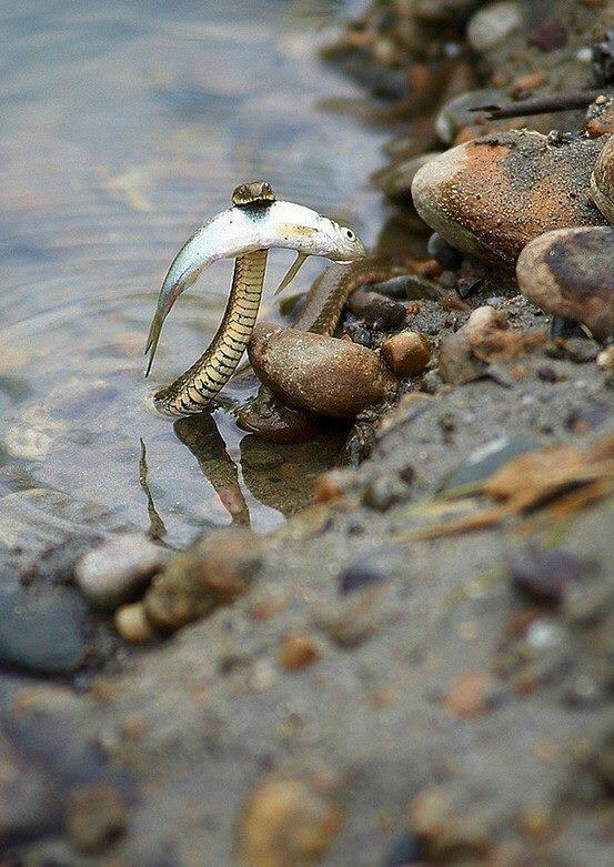 GirlsNoteBook's tweet photo. A brave snake saving a fish from drowning. http://t.co/hpfKUbrhx7