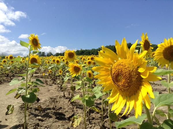 太刀川探検隊 ひまわり畑に麦わら白ワンピの美少女を見た Togetter