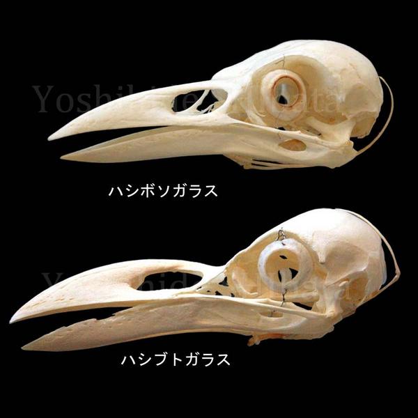 ハシブトガラスとハシボソガラスは、頭骨で比較するとこんなに違います。