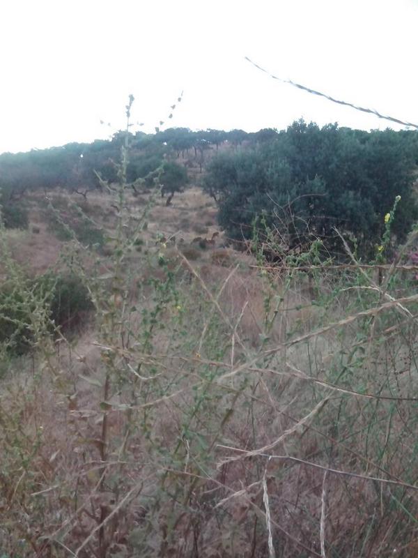 caza y campo (@campocaza) on Twitter photo 