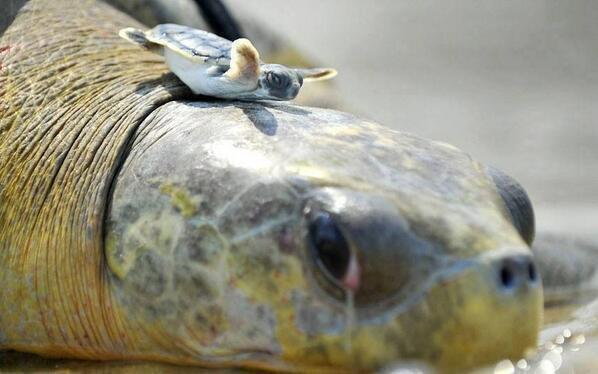 velabass's tweet photo. @ljhamilton88 @VisionsOfMe @stunningfotos happy weekend!!! #turtleworld http://t.co/prYwnjQjv3