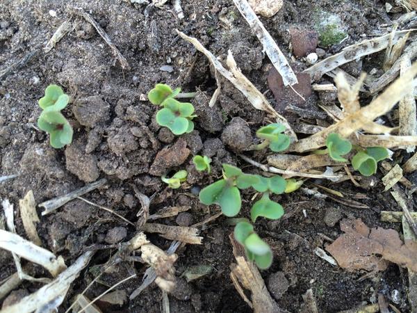 davidro30707772's tweet photo. This years OSR already emerging in Lincolnshire and no signs of CSFB yet http://t.co/XnEKSXcvdn