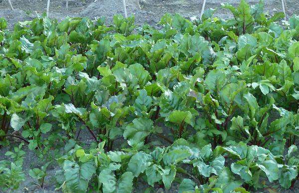 when2plant's tweet image. After harvest in august, you can still sow chard outside in your empty plots. Harvest in early spring. #vegetables