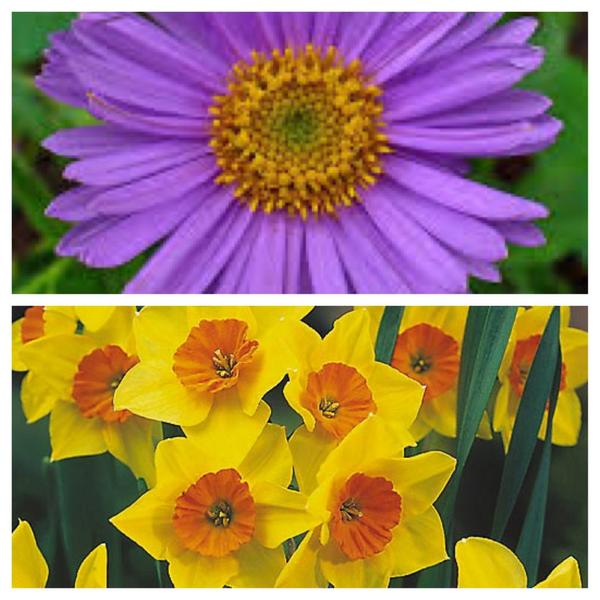 ASAatWIU's tweet photo. Our 2 flowers: the Aster which brings luck &amp; protects against evil, &amp; the narcissus meaning rebirth/new beginning. http://t.co/cIYeTrgP15