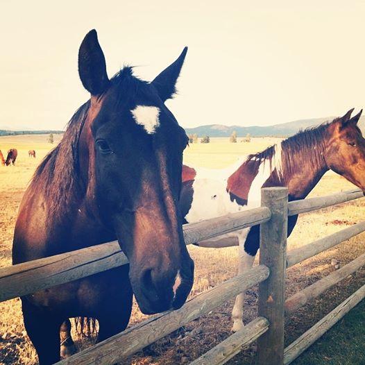 after #vegas, after #virtuosowk - breath of #freshair @Paws_Up  #Montana #BigSky #equinebeauty