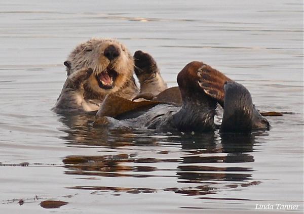 RAWIU's tweet photo. Fun Fact: Did you know that otters only eat while they are floating? http://t.co/apu2RcgV6p