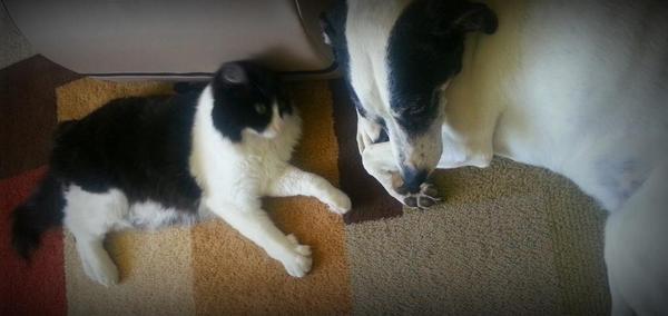 SnyderFallon's tweet image. All you need is love and animals. .