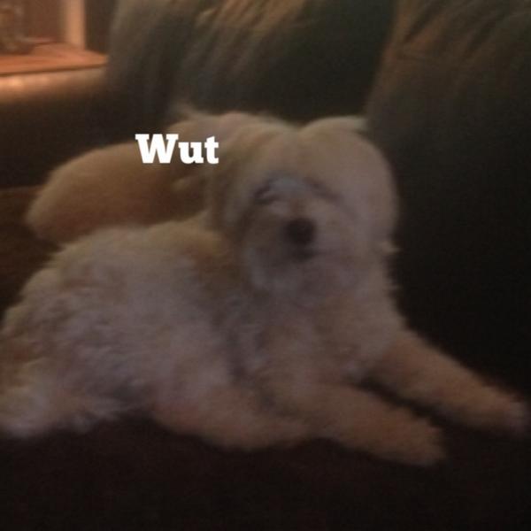 OpieTheDog's tweet photo. Wut http://t.co/5H289lppie