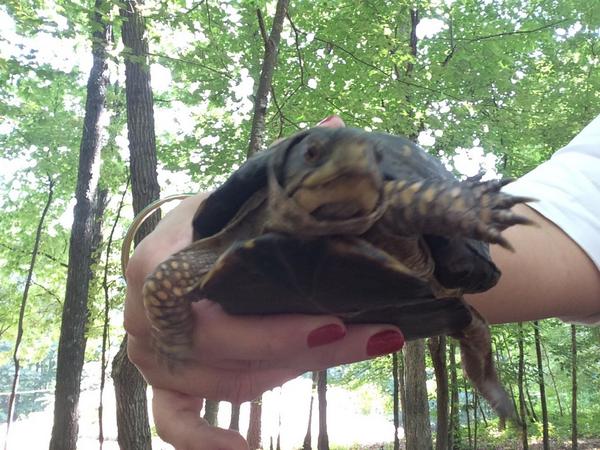 42_random's tweet photo. Found this guy! Awww http://t.co/1QySNkpGZ2