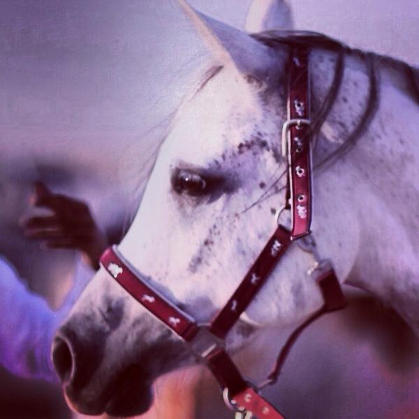 JArabians's tweet photo. Miss Maar Hala

Sire: HS Hero
Dam: Bint Maar Hala by SHAIKH AL BADI http://t.co/4nKrlAlOhR
