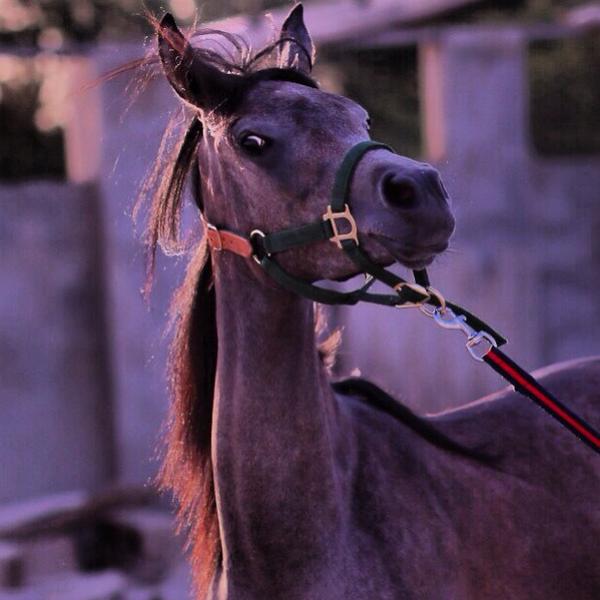 JArabians's tweet photo. RH Emira Mishaal 

Sire: Mishaal HP 
Dam; Minstrils Rose by THE MINSTRIL http://t.co/cfvWSZeldZ