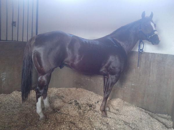tinisvarolet's tweet photo. Vendo este hermoso caballo@acr_charreria @CharreriaLN @ucharrosdurango @CharreriaPura @charroup @Circexcharra http://t.co/gp3hIncXAn