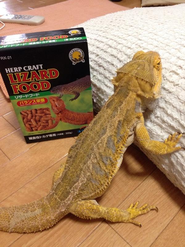 デアリ公 Bearded Dragon Dearibouya Twitter