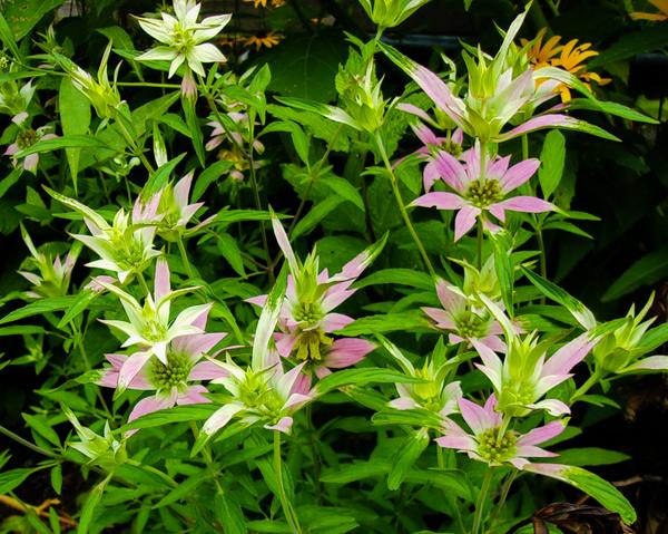 HerbEnthusiast's tweet image. Chelone glabra #TurtleHead from Brookside Gardens in MD. Native from Georgia to Newfoundland and Labrador. #gardening
