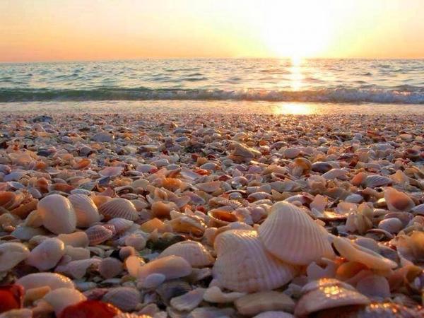 Shell Beach @ Sanibel Island, Florida