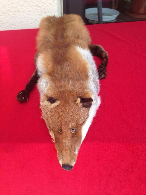 ricbuck66's tweet photo. "@CrapTaxidermy: "I'm never drinking again." http://t.co/SdTp6gKba8" @phillg32