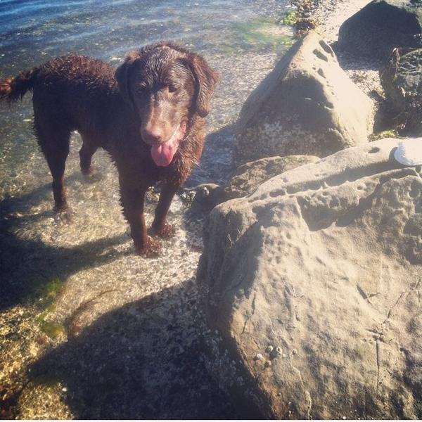 “<a href="/TeamToby2/">Team Toby</a>: #atthebeach #rescuedogs #resilience”